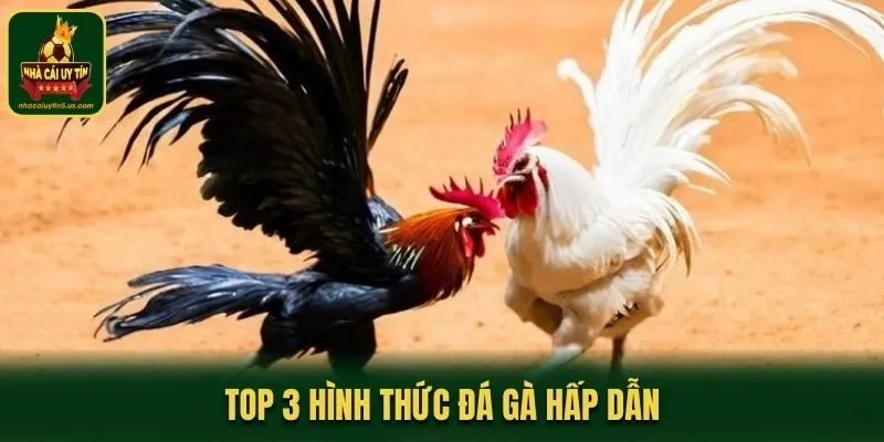 Top 3 hình thức đá gà hấp dẫn
